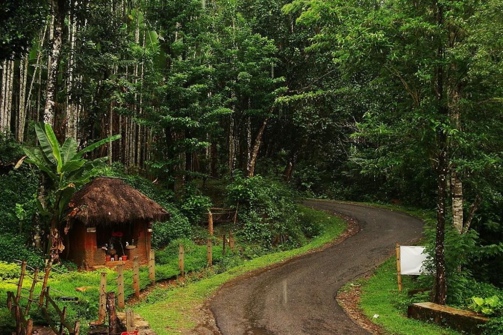 Wildlife sanctuary forest path