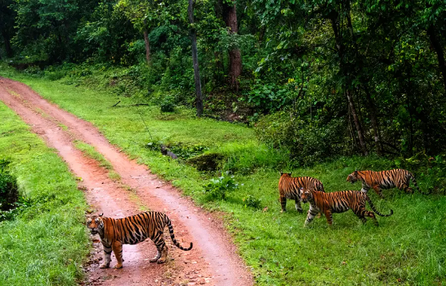 Kanha National Park